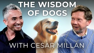 Dog Training and Calm Assertiveness  Eckhart Tolle in Conversation with Dog Whisperer Cesar Millan [upl. by Eimarrej]