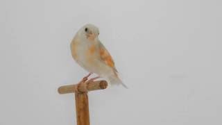 Cardinalino del Venezuela bruno doppio diluito  Carduelis cucullata [upl. by Strander]