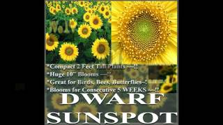 DWARF SUNSPOT SUN SPOT Sunflower Helianthus annuus FLOWER SEEDS on wwwMySeedsCo [upl. by Tacita]