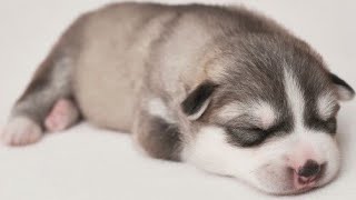 Cute Puppy Siberian Husky Puppy Howling [upl. by Mickelson]