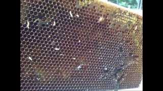 Wax Worms In My Hive July 14 2013 [upl. by Radley]