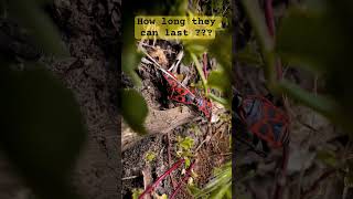 Love of insects firebug insectslovers colors biodiversity reproduction viralvideo love [upl. by Irvin]