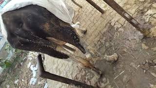 cow treatment done of anaplasma [upl. by Akcinehs]