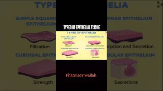 Types Of Epithelial Tissue 🗣️   pharmacy shoerts [upl. by Pacheco506]