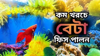 Bettafish Plantedaquarium Aquarium fish Plantcare shorts reels viral Nature public [upl. by Tibbitts]