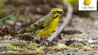 CANARY MOZAMBIK SINGING  Serinus Mozampicus Training CD [upl. by Marven]