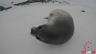 HIT Lab NZ Close Encounter with Weddell Seal 20191205 [upl. by Enellek310]