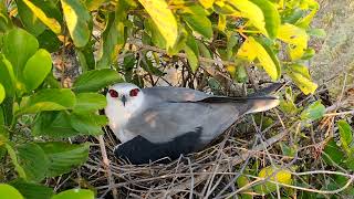 New Nest of WhiteTailed Kite New family [upl. by Suzette]