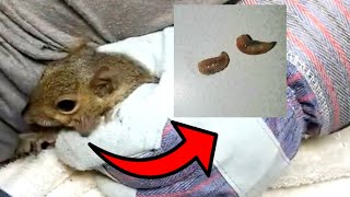 BotFly Removal from Baby Squirrel [upl. by Nueormahc]