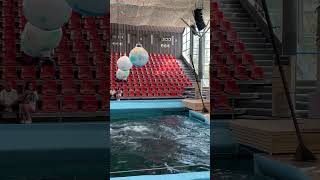 Dolphinarium Varna 3 [upl. by Nivert]