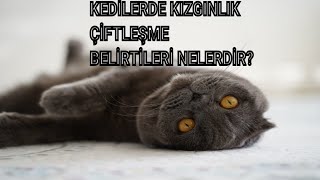 KEDİ KIZGINLIK çiftleşme DÖNEMİ  KEDİ ÇİFTLEŞME SESİ [upl. by Drarig]