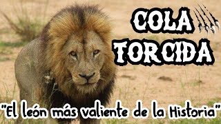 COLA TORCIDA  El LEÓN que dio LA VIDA por sus HERMANOS [upl. by Ativla]