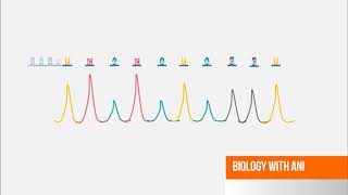 Sanger DNA Sequencing  Capillary Electrophoresis Animation [upl. by Ahseek701]