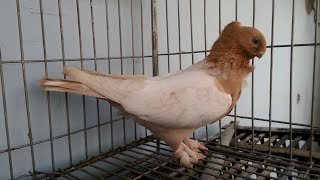 Yellow Blondinette Pigeon  Fancy Pet [upl. by Shippee]