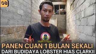 Panen Cuan 1 Bulan Sekali dari Budidaya Lobster Hias Clarkii [upl. by Othello142]