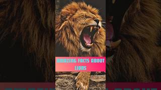 Did you know Lions are the only cats that live in groups facts lions youtubeshorts shortsvideo [upl. by Bedwell]