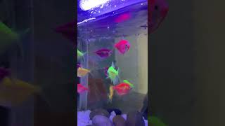 Glofish or Neon Tetra 😄 [upl. by Zerimar]