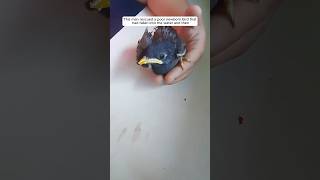 This man rescued a poor newborn bird that had fallen into the water and then animalshorts [upl. by Siul]