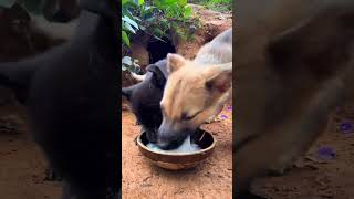 Dogs are having dinner Puppies Chinese native dog Dogs [upl. by Wonacott]