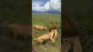 lionesses saves their king from intruder lion hyena elephant cheetah leopard nature wildlife [upl. by Elay432]