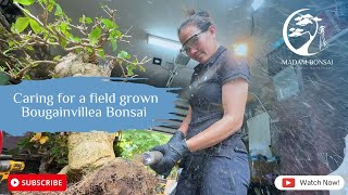 Caring for a Field Grown Bougainvillea Bonsai [upl. by Aivatnuhs]