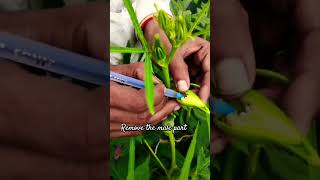 emasculation gardening agriculturist garden agriculture flowers [upl. by Eissak]