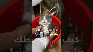 كيف تجعل قطك يعشق الاستحمام؟ 🐈‍⬛💙 [upl. by Nedyaj]