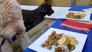 Honden smullen van hun eigen kerstdiner in Eindhoven [upl. by Dearden]