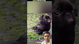 Remix animal 😍 animals shorts vairalvideo [upl. by Nytsirt]