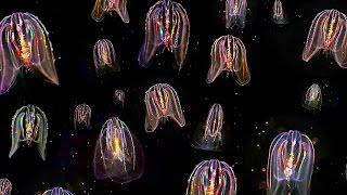 Glowing Neon Jellyfish floating through ocean HD video [upl. by Airdnas]