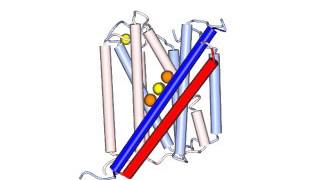 Sodium Calcium exchanger [upl. by Aven]