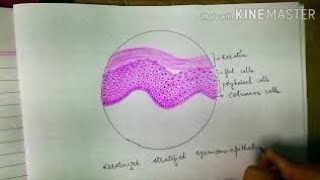 Histology diagrams keratinized stratified squamous epithelium histologydiagrams [upl. by Frederik]