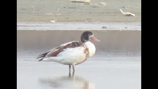 Twitching the Shelducks in Navotas [upl. by Stedmann]