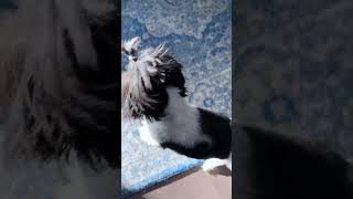 The Cutest Howling Shih Tzu [upl. by Iridissa973]