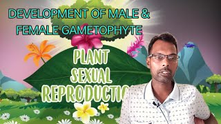 SEXUAL REPRODUCTION IN PLANTS Development of Male amp Female Gametophyte [upl. by Euqnomod195]