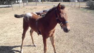 Baydos Bucking with pony girth [upl. by Martynne]