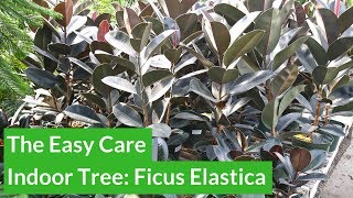 The Easy Care Indoor Tree Rubber Plant Ficus Elastica  Joy Us Garden [upl. by Bakki24]