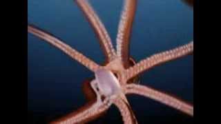 Giant Squid Footage 2014 [upl. by Eve486]