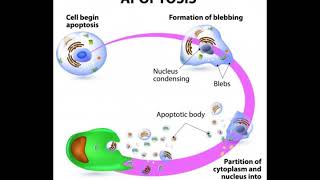 What is the Role of Caspase 3 in Apoptosis [upl. by Tomkiel113]