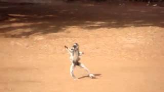 Verreauxs Sifaka dancing at Berenty reserve [upl. by Anivlac]