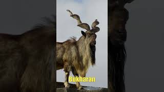 Markhor factszee animals amazingfacts youtubeshorts facts markhor viralshort wildlife [upl. by Eirual971]