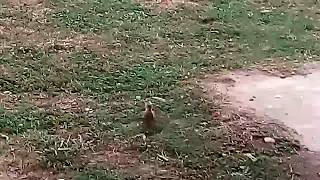 Hoopoe Bird known as Hud Hud in Pakistan and India [upl. by Gokey]