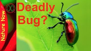 Dogbane Leaf Beetle can Stop Your Heart [upl. by Pascasia783]