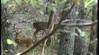 Coupling matching rutting season in Fallow deer [upl. by Eustashe533]