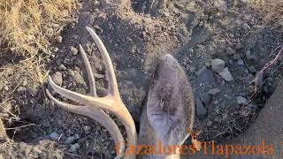 Cacería De Venados En La Zona DCayeron 2s 🦌🦌 [upl. by Atwater]