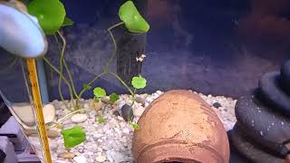 use of pennywort plant in aquarium [upl. by Belda]