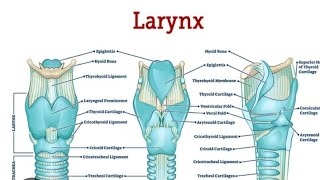 Larynx Model Part 02 Muscles  2nd Year MBBS OSPE [upl. by Sebastian]