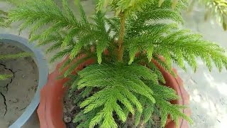 Araucaria plant care and grow [upl. by Dibri]