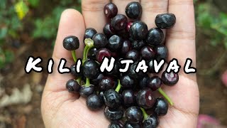 Kili Njaval  bird jamun 🍒 [upl. by Hackney]