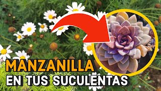 BENEFICIOS de la MANZANILLA en tus SUCULENTAS fungicida casero  MANZANILLA para tus PLANTAS [upl. by Silvie757]